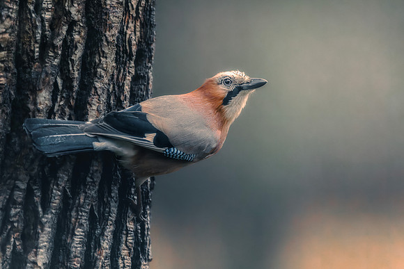 Eurasian Jay