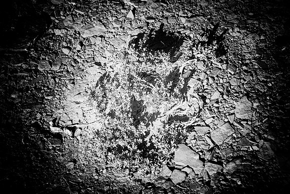bush, "black & white", bertazzoni, stones, rocks, shades, highlights, pihole, desert, details, abstract, artistic