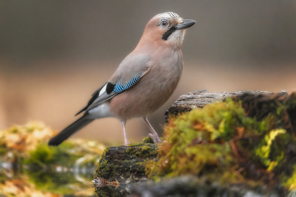 Eurasian Jay