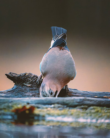 Eurasian Jay