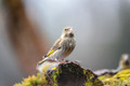 European Birds