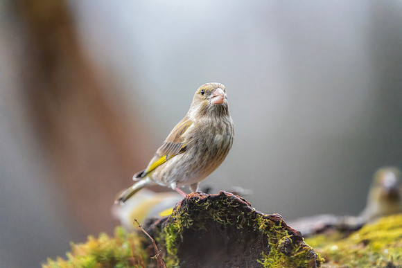 European Greenfinch