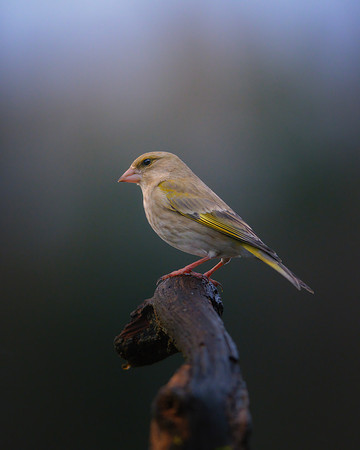 European Greenfinch