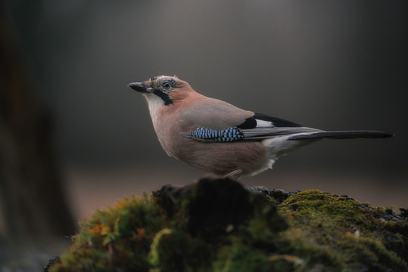 Eurasian Jay
