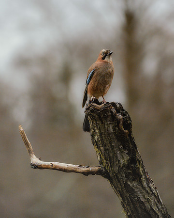 Eurasian Jay