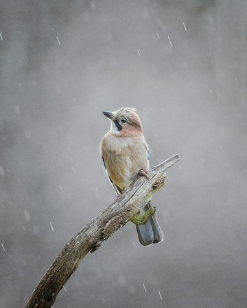 European Greenfinch