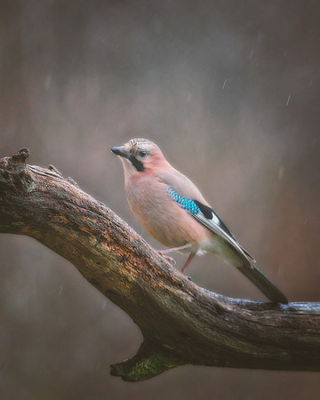 Eurasian Jay