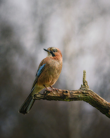 Eurasian Jay