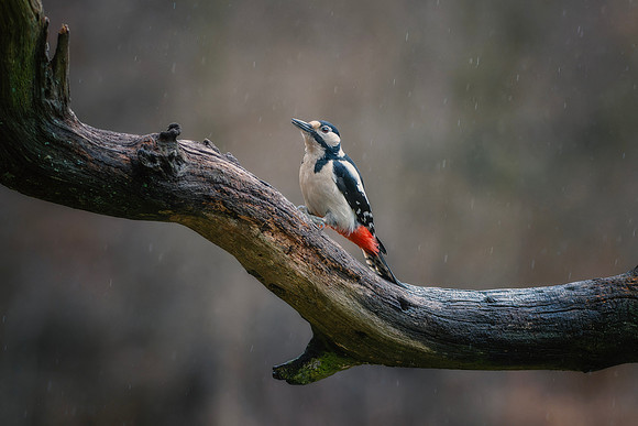 Great spotted woodpecker