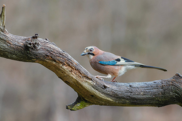 Eurasian Jay