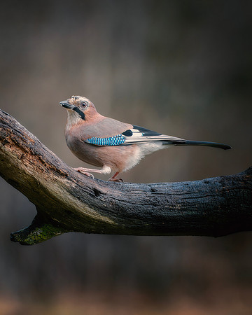 Eurasian Jay