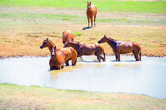 pack, horses, paint, quarter, appaloosa, pinto, palomino, prairie, pond, nature, wilderness, freedom, running, speed, tail, main, hoofs, races, saddle, bridle, bit, bertazzoni, Nikon