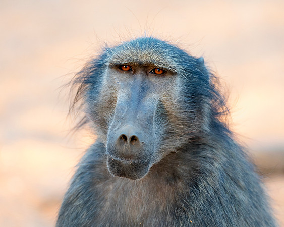 Africa, Bertazzoni, Botswana, Kenya, Namibia, Nikon, Tanzania, Tarzan, Zambia, Zimbabwe, ape, baboons, "black & white", grooming, jungle, monkey, primate, safari, savanna, teeth, trees