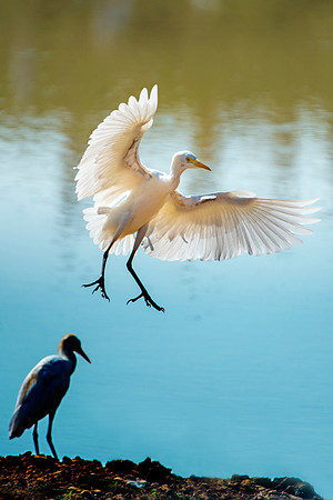 Texas, beaks, bertazzoni, cattle, cattle egret, feathers, legs, migration, nature, pastures, ponds, swamps, white, wings