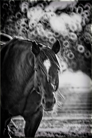 Bertazzoni, Indians, Nikon, Texas, apha, boys, bridles, burro, colors, "cow boys", donkey, "far west", halter, harness, herd, hoofs, horse, mustang, pack, paint, pioneers, portrait, "powerful horse",