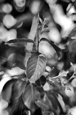 leaves, trees, nature, bertazzoni, "black & white", details, macro, structure, contrast, yard, garden, nature,