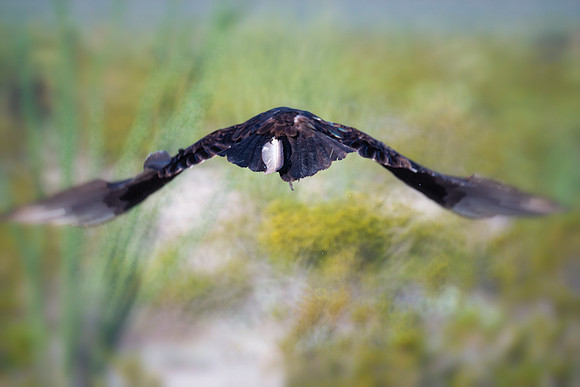 vulture, Bertazzoni, Nikon, wings, nature, flying, feathers, "take off", "Big Bend", scavengers, beak, wildlife
