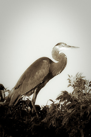 Bertazzoni, Nikon, Texas, bird, "black & white", feathers, fishing, "great Blue Heron", lake, migration, nature, park, peak, pond, swamp, "wading bird", wildlife, wings