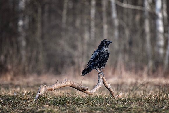 European Common Raven