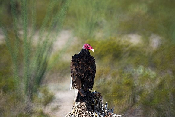 Beak, Bertazzoni, Mexico, Nikon, Texas, Wings, death, eyes, feathers, flying, legs, nature, scavengers, "turkey vulture", vulture, wilderness