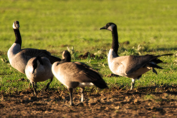 geese, wings, feathers, migration, colors, food, cooking, Nikon, Bertazzoni, nature, flying, lakes, ponds, swamps,