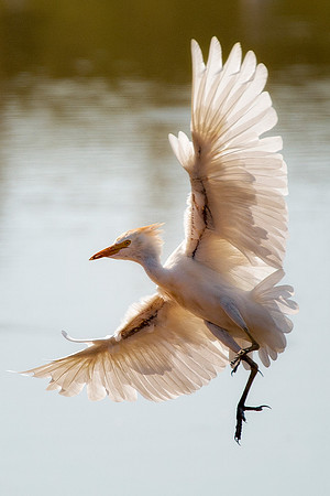 Texas, beaks, bertazzoni, cattle, "cattle egret", feathers, legs, migration, nature, pastures, ponds, swamps, white, wings