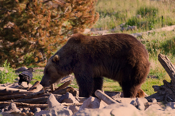 "grizzly bear", bear, Yellostone, "pepper spray", claws, attack, Yogi, fur, hibernation, teeth, jaw, honey, food, salmon, Alaska, Canada, USA, Bertazzoni, Nikon, wildlife, park, rangers