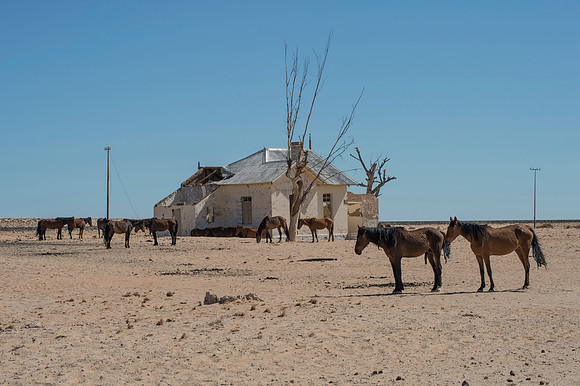 Bertazzoni, Indians, Nikon, Texas, apha, boys, bridles, burro, colors, "cow boys", donkey, "far west", halter, harness, herd, hoofs, horse, mustang, pack, paint, pioneers, portrait, "powerful horse",