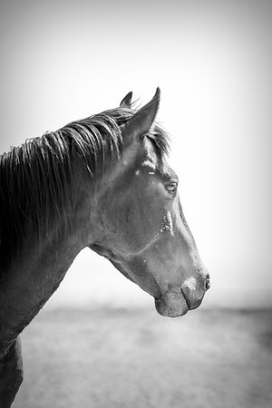Bertazzoni, Indians, Nikon, Texas, apha, boys, bridles, burro, colors, "cow boys", donkey, "far west", halter, harness, herd, hoofs, horse, mustang, pack, paint, pioneers, portrait, "powerful horse",