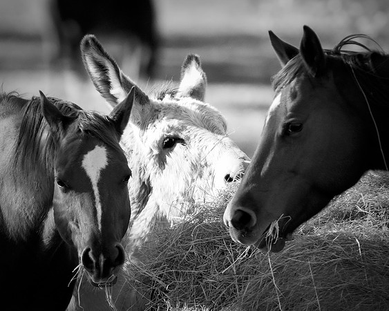 Bertazzoni, Indians, Nikon, Texas, apha, boys, bridles, burro, colors, "cow boys", donkey, "far west", halter, harness, herd, hoofs, horse, mustang, pack, paint, pioneers, portrait, "powerful horse",