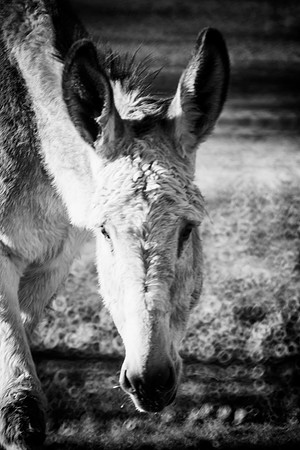 Bertazzoni, Indians, Nikon, Texas, apha, boys, bridles, burro, colors, "cow boys", donkey, "far west", halter, harness, herd, hoofs, horse, mustang, pack, paint, pioneers, portrait, "powerful horse",