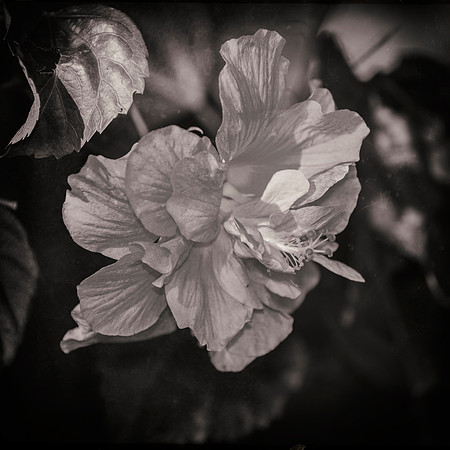 Bertazzoni, Nikon, colors, details, flower, garden, hibiscus, macro, nature, nursery, petals, plant, yard