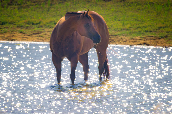 "young stallion", stallion, horse, mustang, quarter, "far west", "cow boys", movies, Hollywood, bertazzoni, freedom, speed, hoofs, main, tail, jockey, sorrel