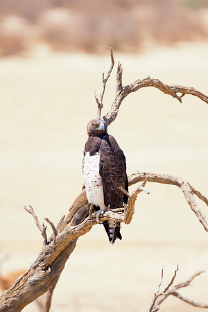 Africa, Africa, Bertazzoni, Nikon, "Southern Pale Chanting Goshawk", beak, bird, claws, colors, details, eagle, eating, feathers, flying, forest, garden, hawk, hunting, jungle, nest, park, posing, pre