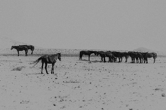 Bertazzoni, Indians, Nikon, Texas, apha, boys, bridles, burro, colors, "cow boys", donkey, "far west", halter, harness, herd, hoofs, horse, mustang, pack, paint, pioneers, portrait, "powerful horse",