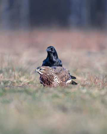 European Common Raven