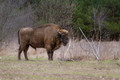 European Bisons