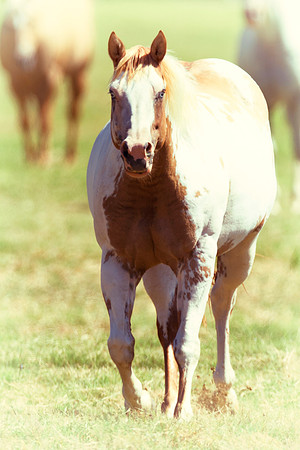 Bertazzoni, Indians, Nikon, Texas, apha, boys, bridles, burro, colors, "cow boys", donkey, "far west", halter, harness, herd, hoofs, horse, mustang, pack, paint, pioneers, portrait, "powerful horse",