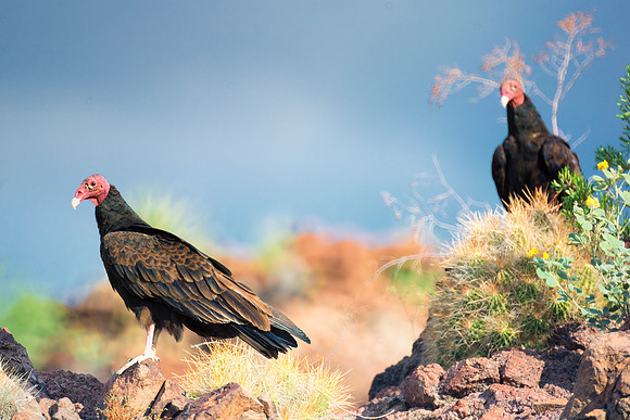 Beak, Bertazzoni, Mexico, Nikon, Texas, Wings, death, eyes, feathers, flying, legs, nature, scavengers, turkey vulture, vulture, wilderness