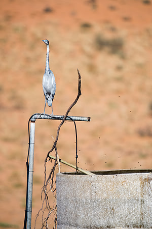 Africa, beak, bird, bird, black, claws, colors, colors, details, ducks, eating, feathers, flying, forest, garden, "grey heron", hen, hunting, jungle, park, posing, predator, prey, resting, safari, sav