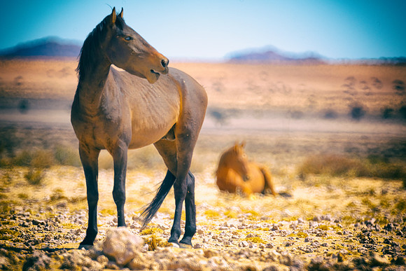 Bertazzoni, Indians, Nikon, Texas, apha, boys, bridles, burro, colors, "cow boys", donkey, "far west", halter, harness, herd, hoofs, horse, mustang, pack, paint, pioneers, portrait, "powerful horse",