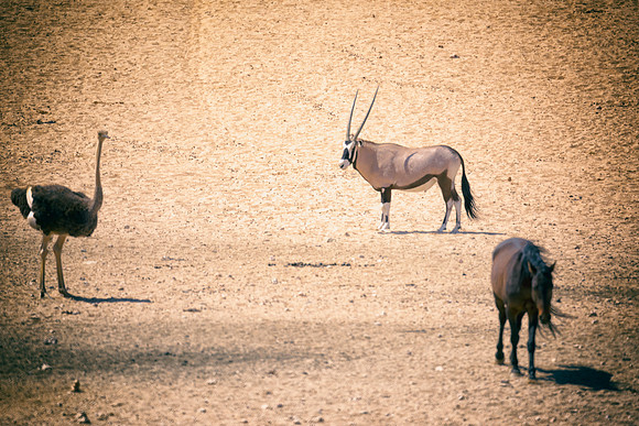 Bertazzoni, Indians, Nikon, Texas, apha, boys, bridles, burro, colors, "cow boys", donkey, "far west", halter, harness, herd, hoofs, horse, mustang, pack, paint, pioneers, portrait, "powerful horse",