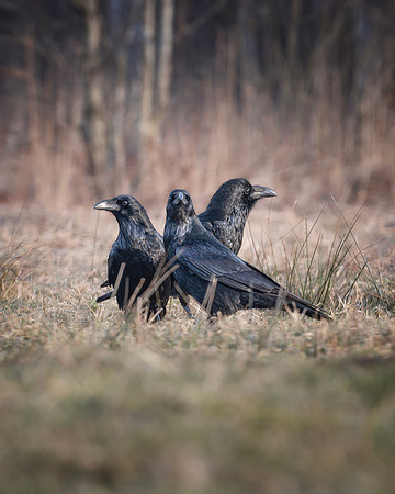 European Common Raven