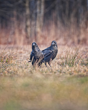 European Common Raven