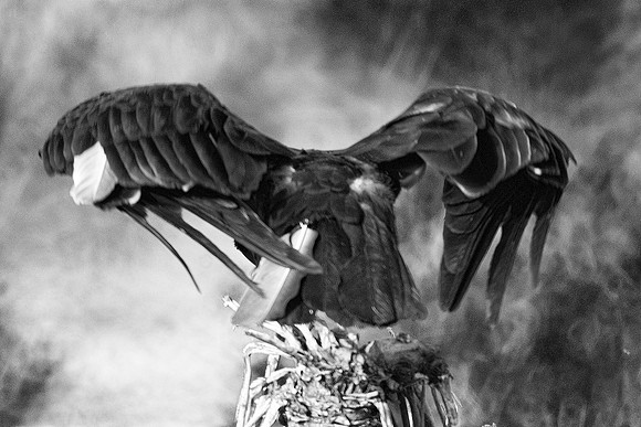 Beak, Bertazzoni, Mexico, Nikon, Texas, Wings, death, eyes, feathers, flying, legs, nature, scavengers, "turkey vulture", vulture, wilderness, "black & white"