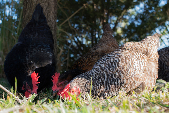 Bertazzoni, Nikon, "angry hen", beak, bird, breakfast, chicken, colors, eggs, farm, feathers, food, hen, "hen's portrait", hens, legs, nature, wings, yard