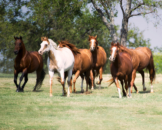 Bertazzoni, Hollywood, Indians, Nikon, appaloosa, boots, boy, bridle, buckskin, circus, cow, far, horses, jockey, legs, main, mustangs, paint, palomino, pinto, prairie, quarter, race, saddle, tail, "f