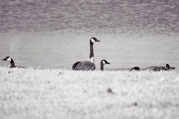 Bertazzoni, "Canadian Geese", Nikon, Texas, beak, colors, cooking, feathers, flying, food, geese, lakes, migration, nature, ponds, swamps, wings