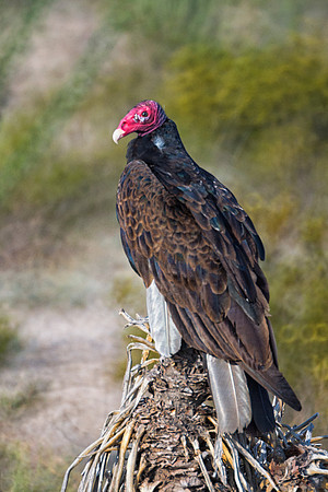 Beak, Bertazzoni, Mexico, Nikon, Texas, Wings, death, eyes, feathers, flying, legs, nature, scavengers, turkey, vulture, vulture, wilderness