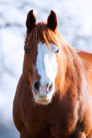 Bertazzoni, Indians, Nikon, Texas, apha, boys, bridles, burro, colors, "cow boys", donkey, "far west", halter, harness, herd, hoofs, horse, mustang, pack, paint, pioneers, portrait, "powerful horse",